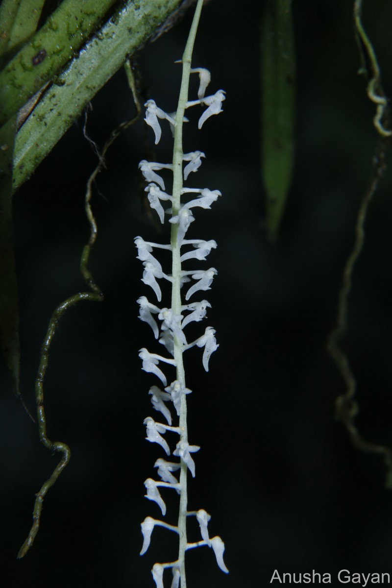 Robiquetia gracilis (Lindl.) Garay